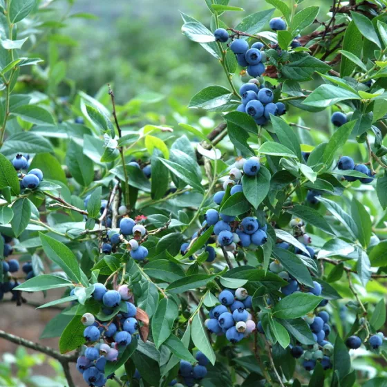 画像:植物